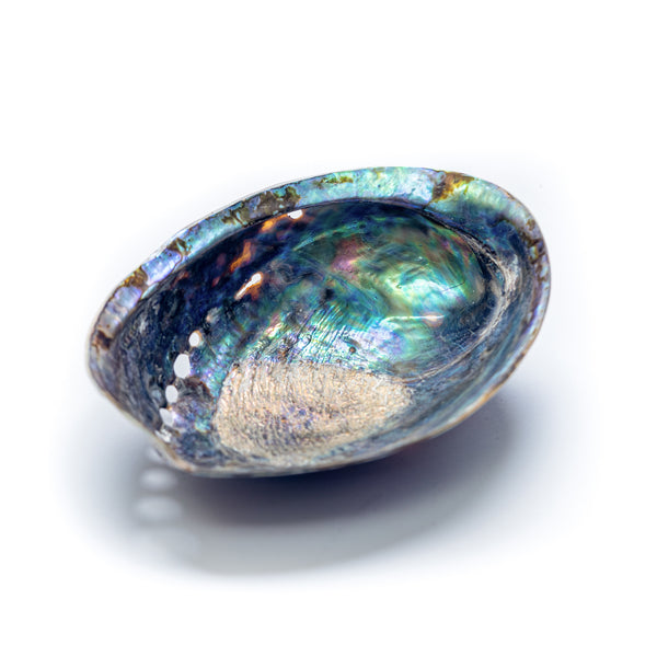 Green Abalone Shell | صدفة أذن البحر خضراء