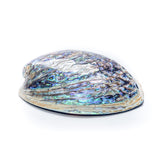 Green Abalone Shell | صدفة أذن البحر خضراء